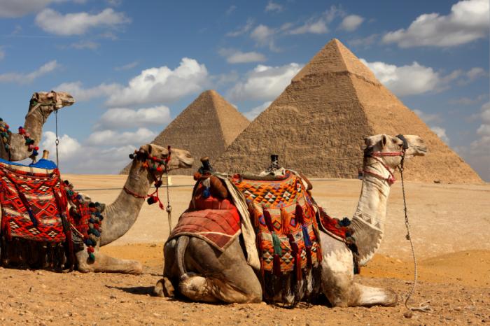 camels-in-egypt.jpg
